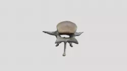 Canis lupus (wolf) - adult M - lumbar vertebra
