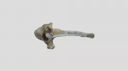 Canis lupus (wolf) - adult M - thoracic vertebra