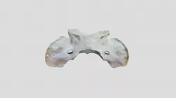 Canis lupus (wolf) - atlas reference