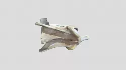 Canis lupus (wolf) - axis example