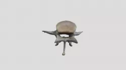Canis lupus (wolf) - lumbar vertebra example