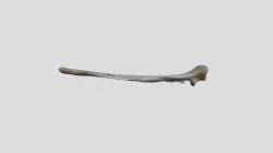 Canis lupus (wolf) ulna R