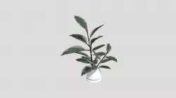 Ficus Elastica