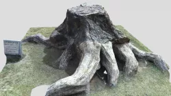fossil