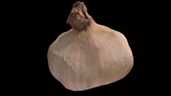 Garlic (HighPoly)
