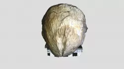 Gigantoproductus elongatus petschoricus