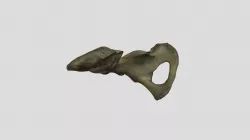 Homo sapiens - adult M - pelvis (R)