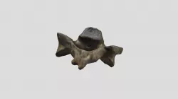 Homo sapiens - cervical vertebra III reference