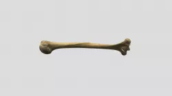 Homo sapiens humerus R