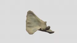 Homo sapiens scapula - R