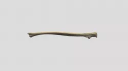 Homo sapiens ulna R
