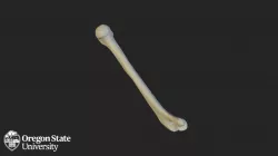 Humerus - Left