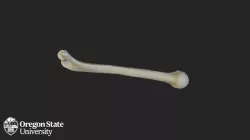 Humerus - Right