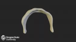 Hyoid
