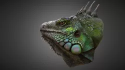 Iguana head
