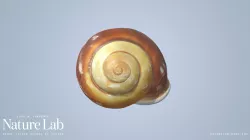 Large Brown Land Snail Shell