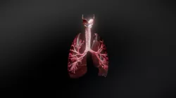 Lungs