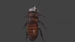 Madagascar Hissing Cockroach - Cinema Quality