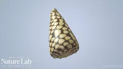 Marble Cone Shell
