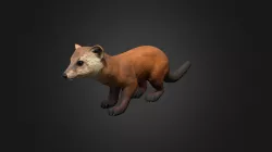 Marten