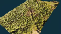 Modelo forestal para estudio de vegetación