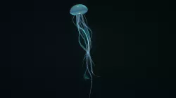 Prins Jellyfish