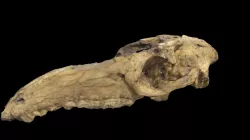 Promacrauchenia calchaquiorum MLP  29-X-10-16