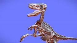 Raptor Souvenier 3D SCAN