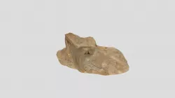 Shark Tooth