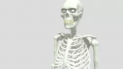 Skeleton 1