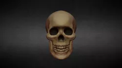 Skull