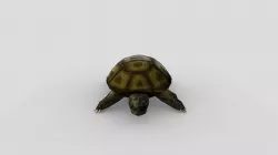 Swamp Turtle