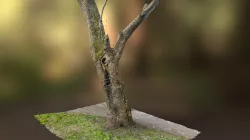 Tree photogrammetry scan