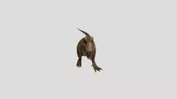 Tyrannosaurus-rex