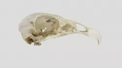 UWYMV:Bird:4108, C. aura meridionalis, cran