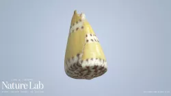 Weasel Cone Shell