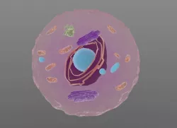 Animal cell  3D model