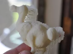 Dodo Bird