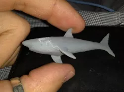 Great White Shark with Human Teeth