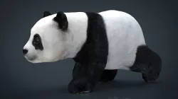 Panda Walking 3D model