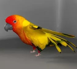 Parrot A Low-poly  3D model