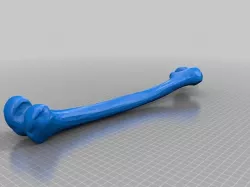 Right Leg Long Bones