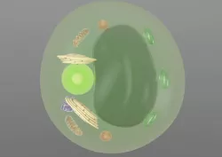 Scientific model of a Plant Cell 3D 3D model
