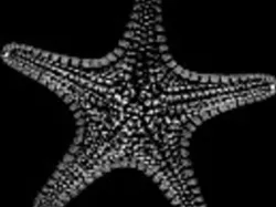 StarFish B - Patrick :)