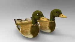 Swimming Ducks Low-poly  3D model