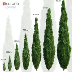Thuya tree Set - 7 models 3D model