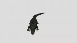Alligator