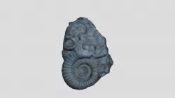 Ammonite