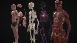 Animated Full Human Body Anatomy