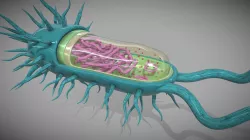 Bacteria Cell